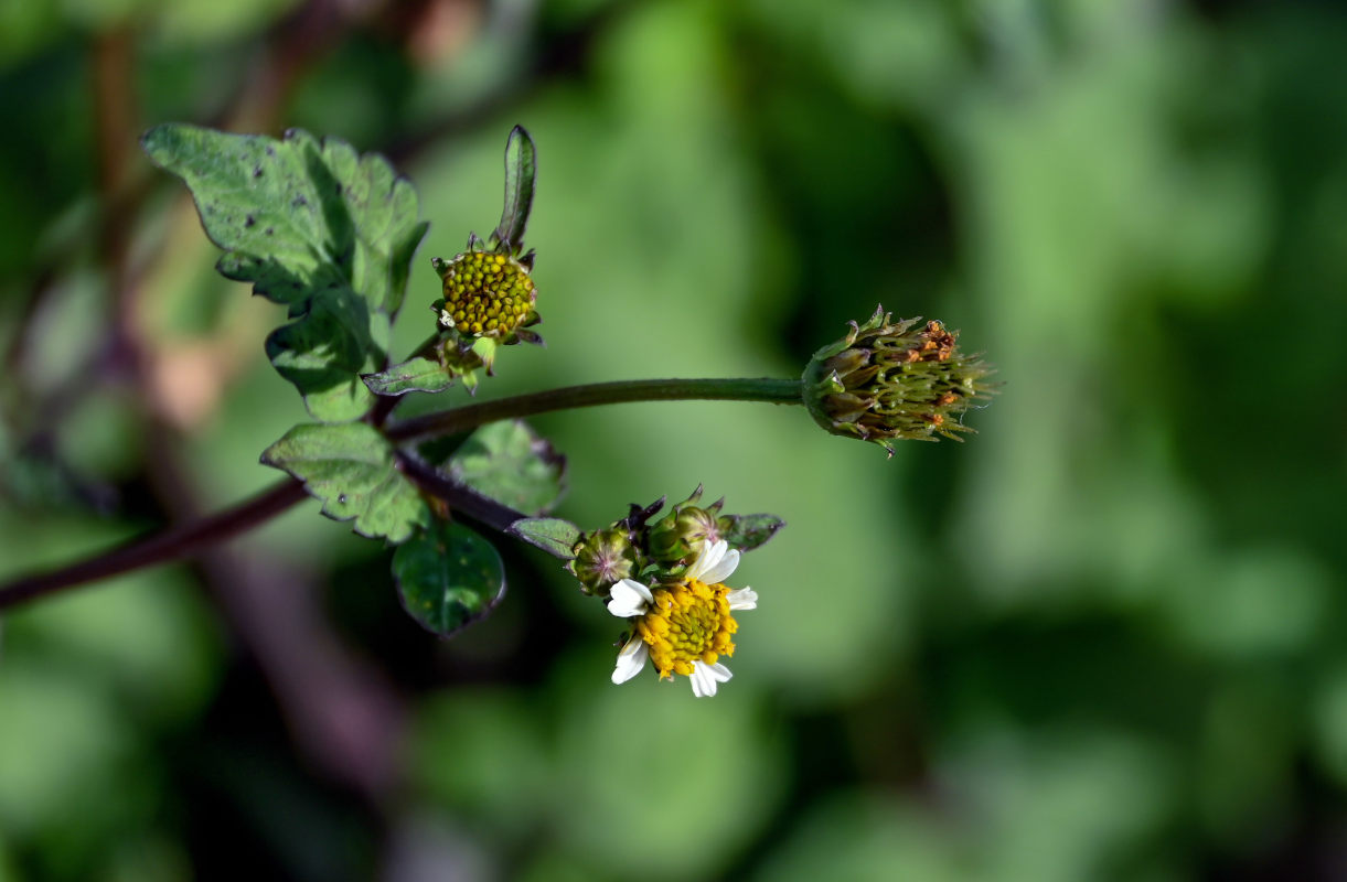 Изображение особи Bidens pilosa.