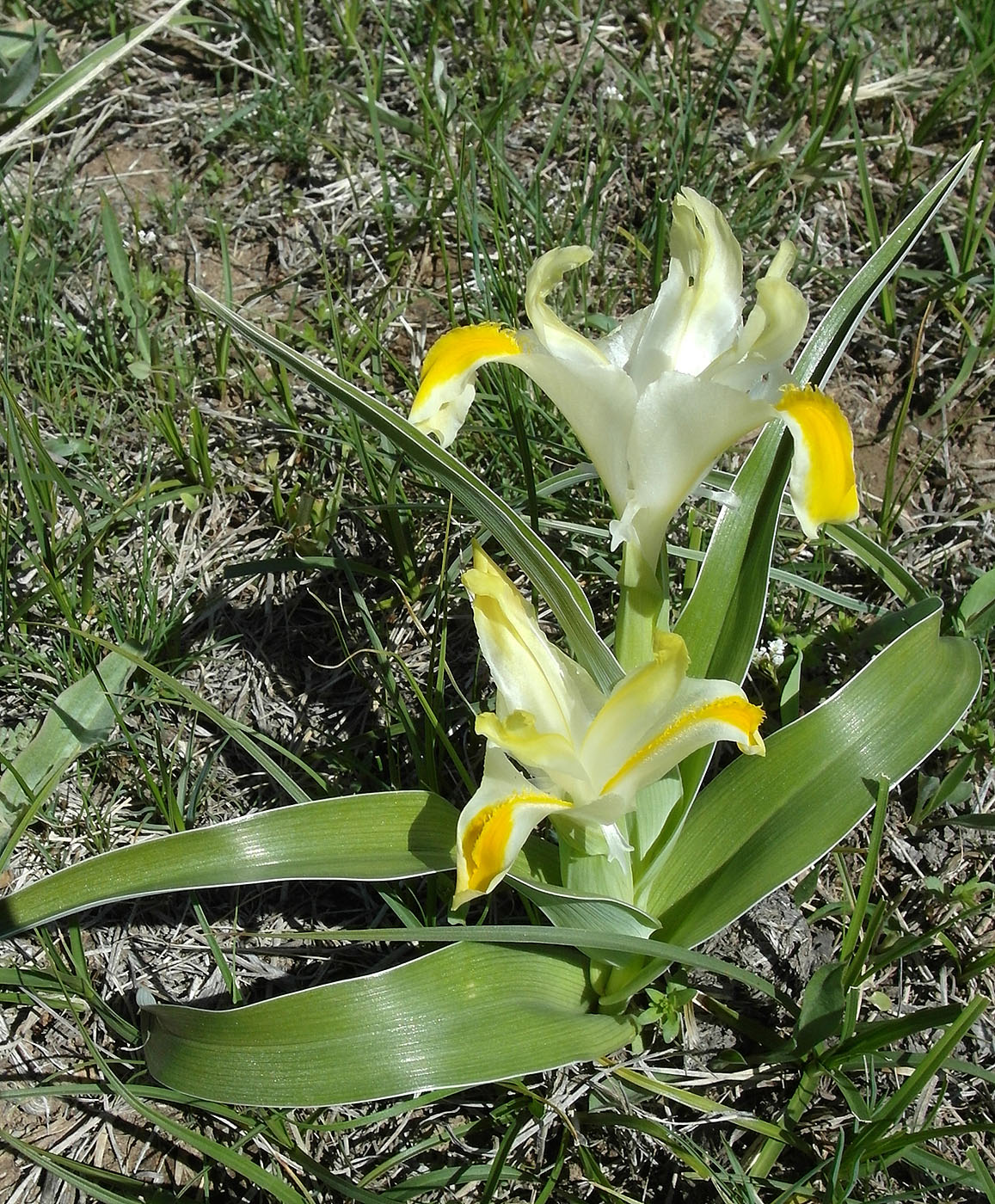 Image of Juno orchioides specimen.