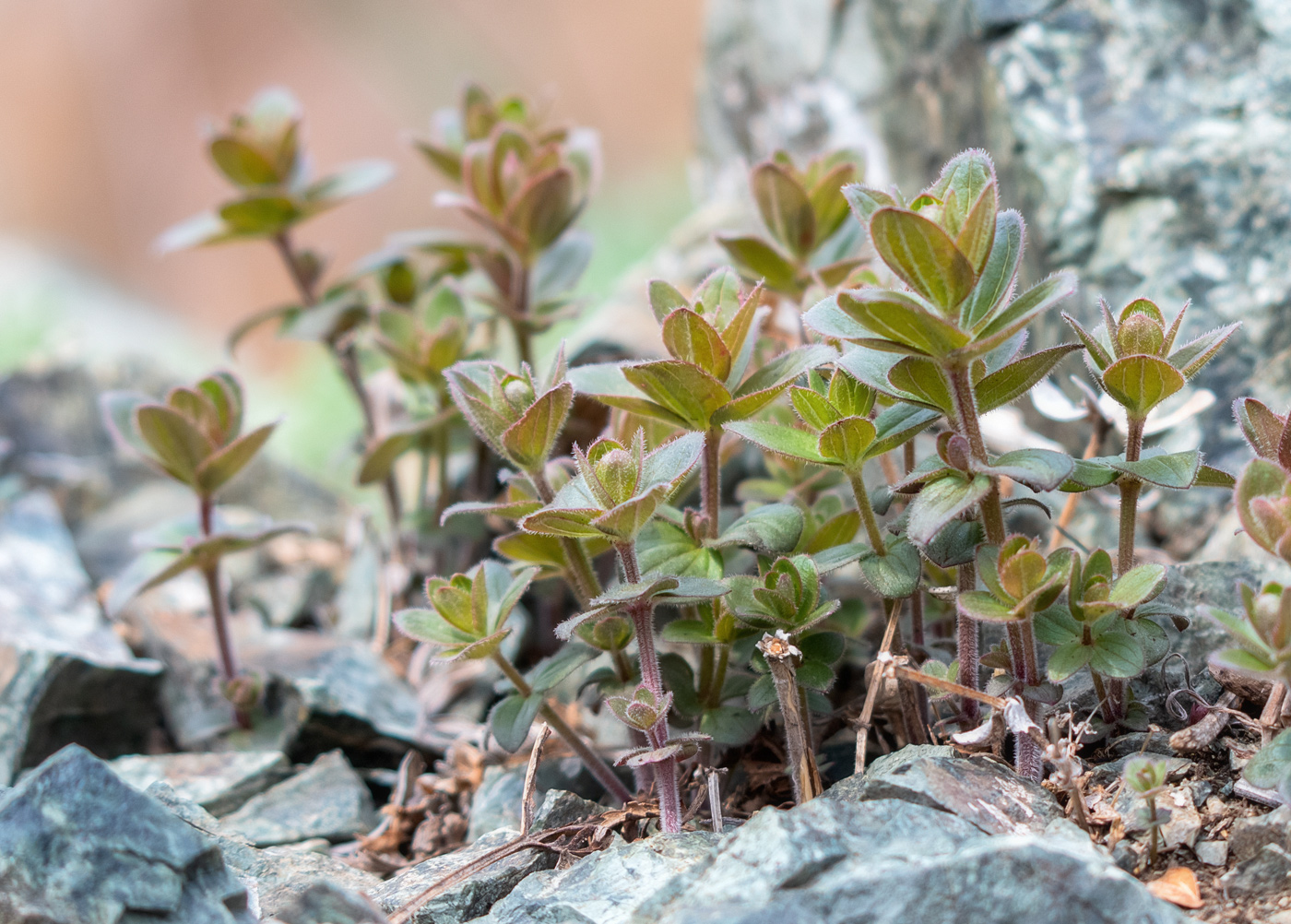 Изображение особи Galium platygalium.