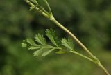 View full-size image Potentilla supina subspecies paradoxa