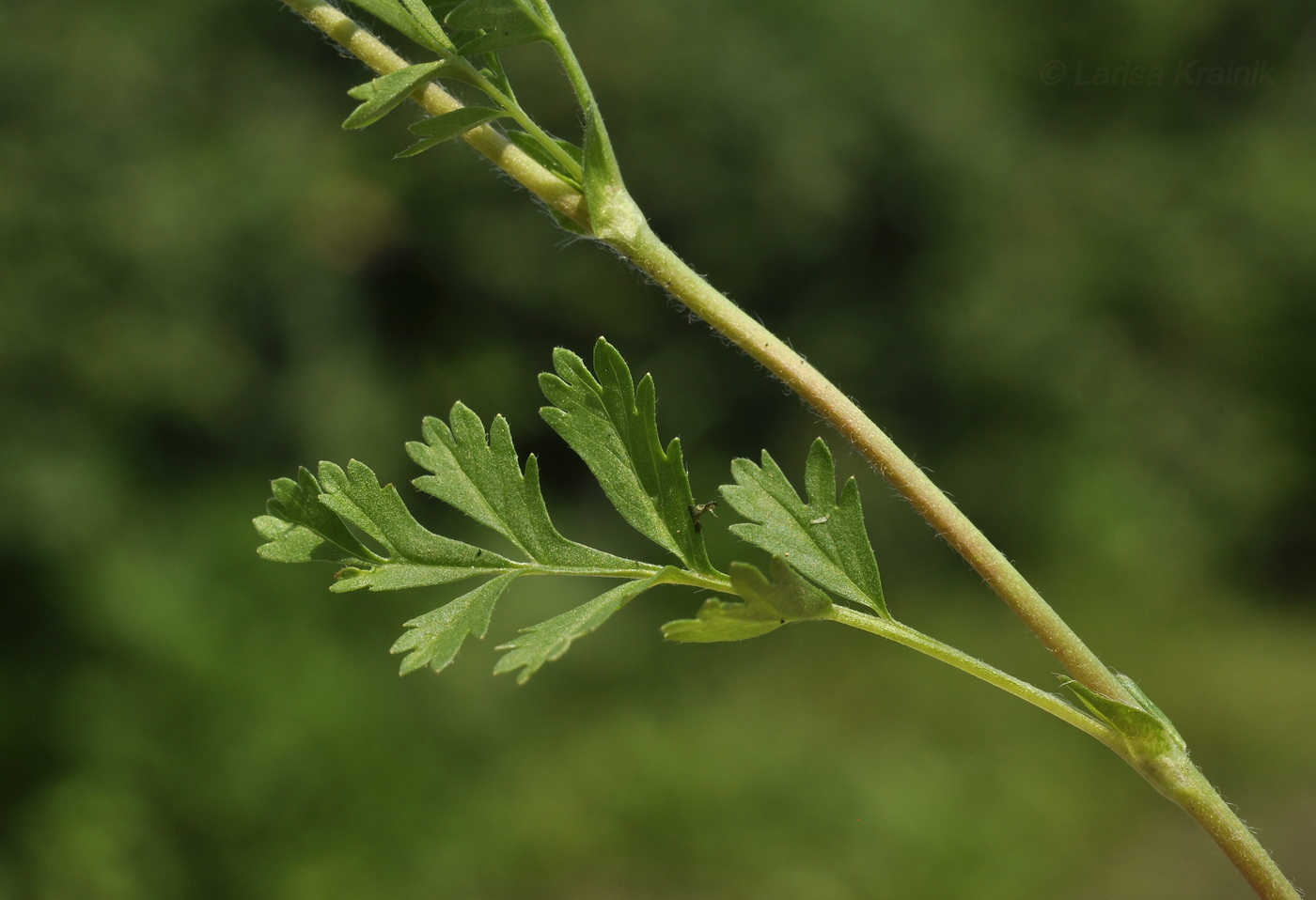 Image of Potentilla supina ssp. paradoxa specimen.
