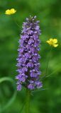 род Dactylorhiza
