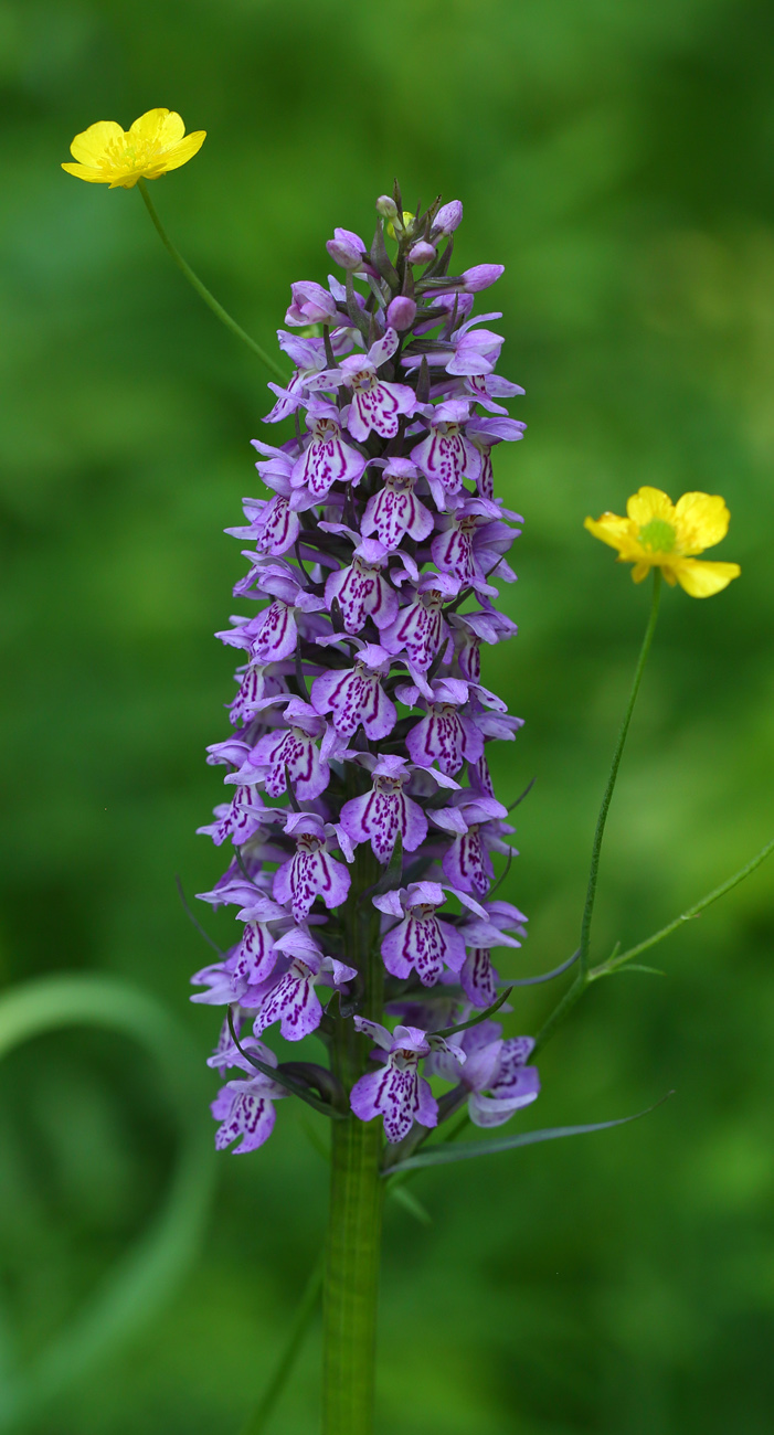 Изображение особи род Dactylorhiza.