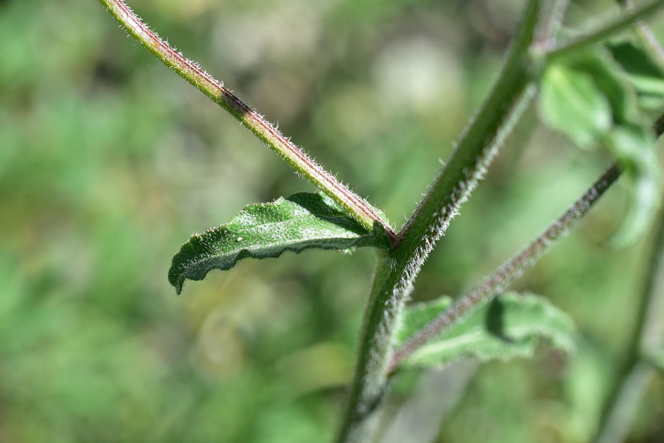 Image of genus Campanula specimen.
