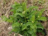 Astragalus uliginosus. Растение с разворачивающимися соцветиями. Хабаровский край, г. Комсомольск-на-Амуре, берег р. Амур (Совхозная протока). 28.05.2026.