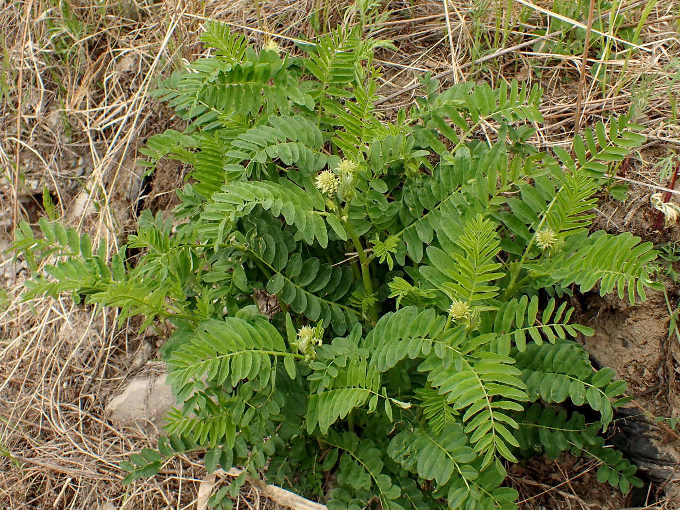 Image of Astragalus uliginosus specimen.