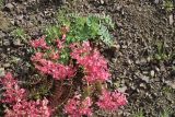 род Euphorbia
