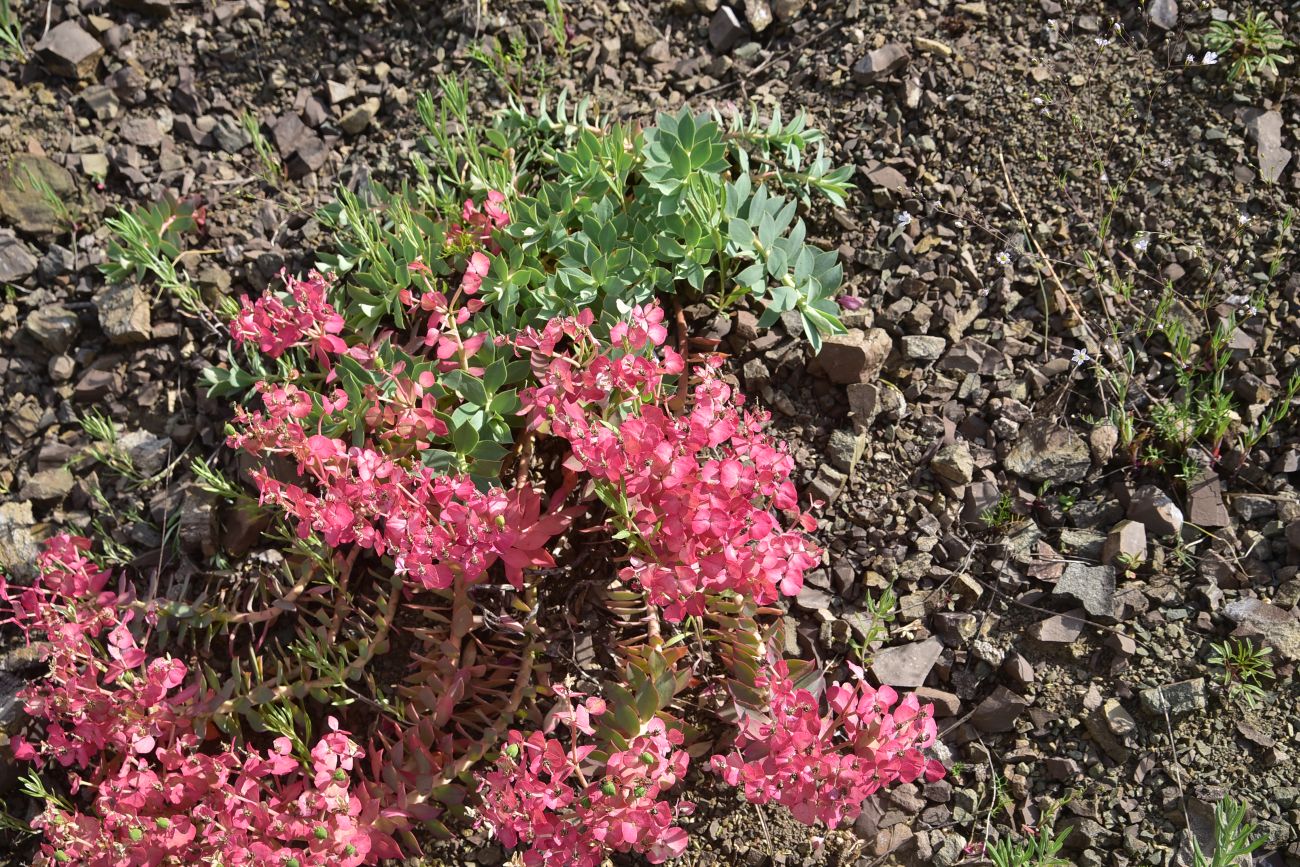 Изображение особи род Euphorbia.