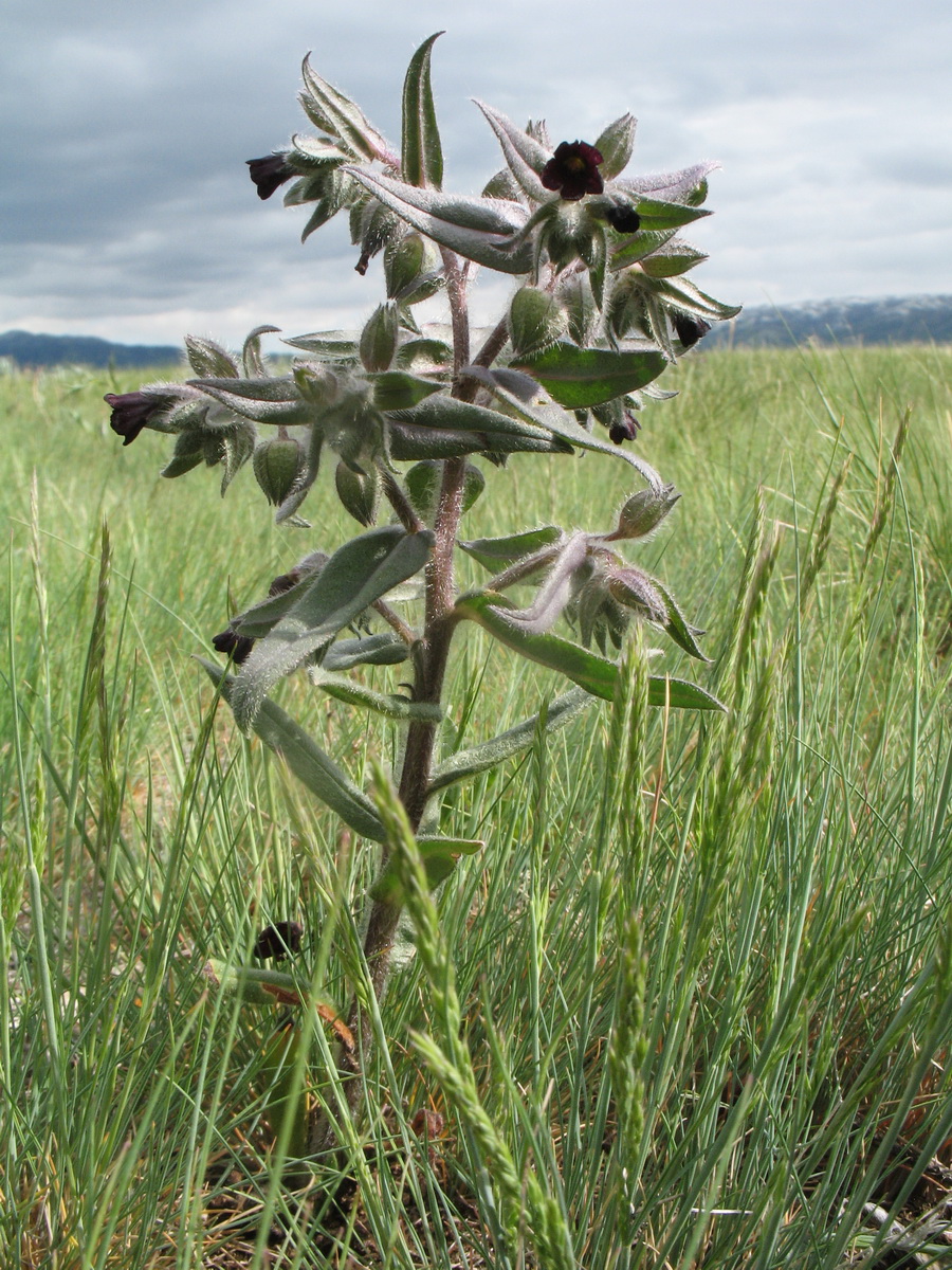 Image of Nonea pulla specimen.