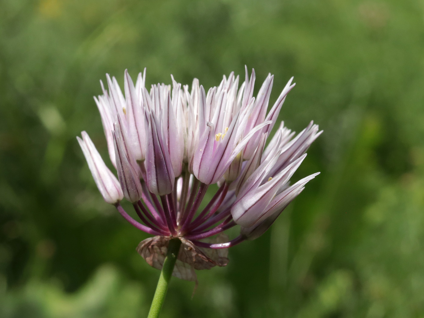 Image of genus Allium specimen.