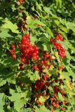 Ribes rubrum. Часть плодоносящей ветви. Беларусь, Витебская обл., пос. Езерище, сад. 11.07.2026.