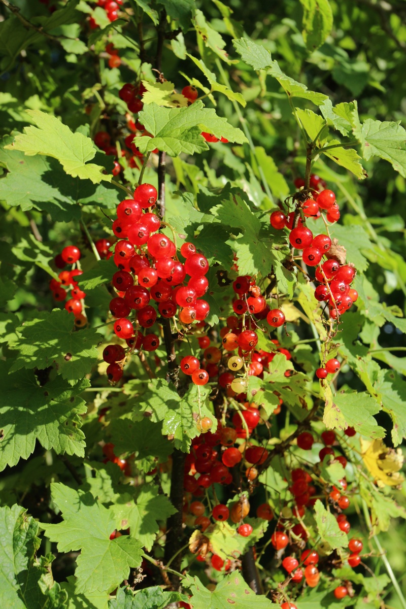 Image of Ribes rubrum specimen.