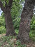 Quercus robur. Стволы взрослых деревьев. Волгоград, Красноармейский р-н; Ергенинская возвышенность, Чапурниковская балка. 05.06.2026.
