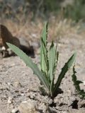 Lactuca tatarica. Вегетирующее растение. Таджикистан, Горно-Бадахшанская автономная обл., Рошткалинский р-н, окр. кишлака Дашт, дол. р. Шахдара, ≈ 2600 м н.у.м., обочина грунтовой дороги в пойме. 1 июля 2026 г.