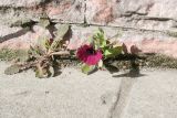 Petunia × atkinsiana. Цветущее растение, слева - Sonchus asper. Московская обл., г. Серпухов, в щели плитки. 29.09.2026.