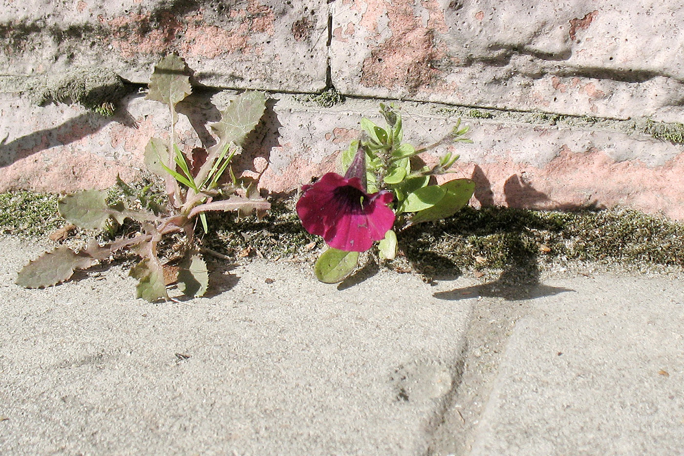 Image of Petunia × atkinsiana specimen.