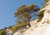 Pinus pityusa. Дерево с шишками. Краснодарский край, м/о г. Геленджик, окр. села Кабардинка, гора Дооб, скалистый обрывистый приморский склон, на скале. 24.08.2014.