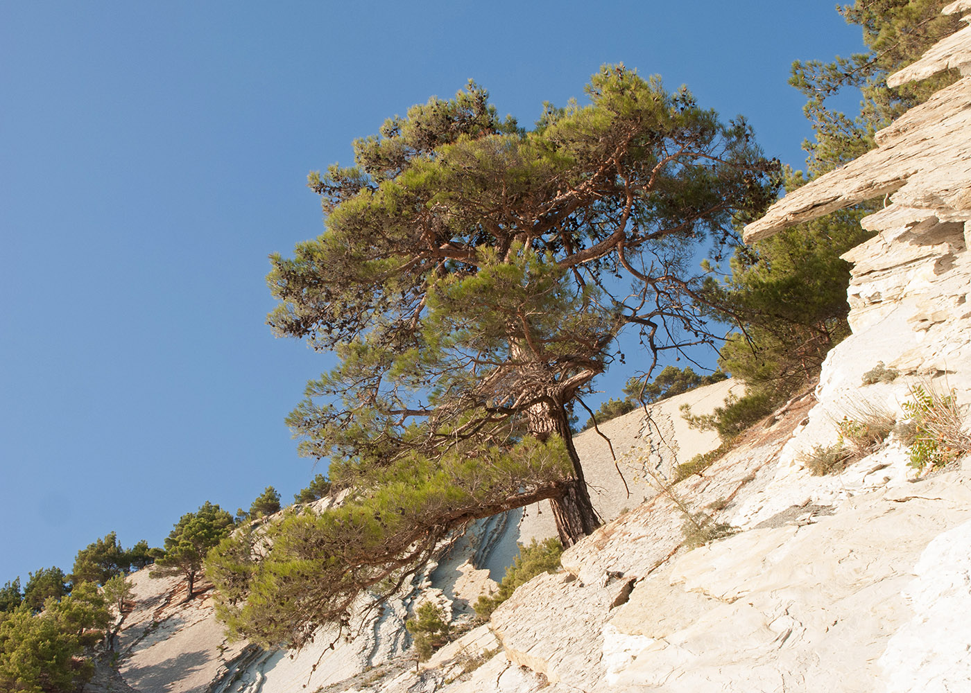 Image of Pinus pityusa specimen.