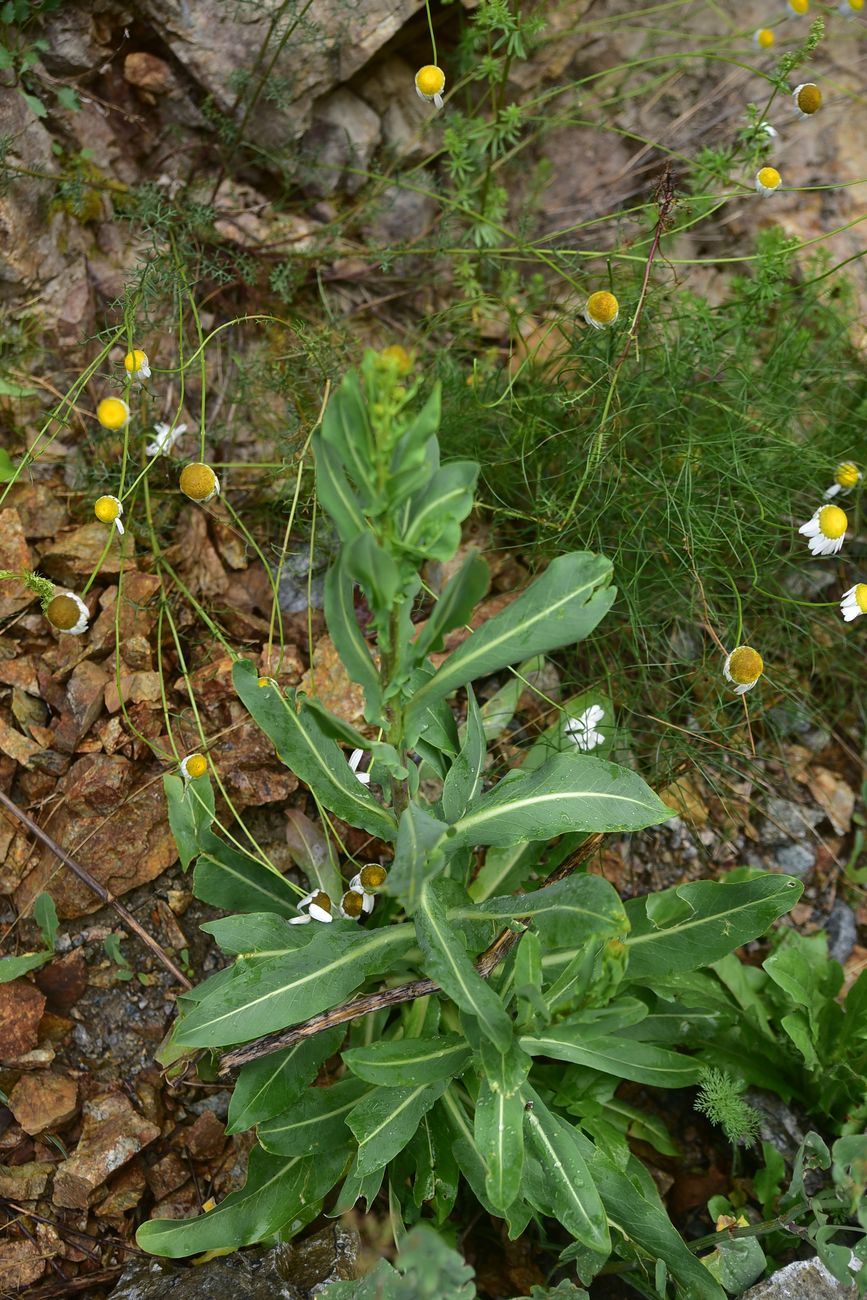 Image of Unknown species specimen.