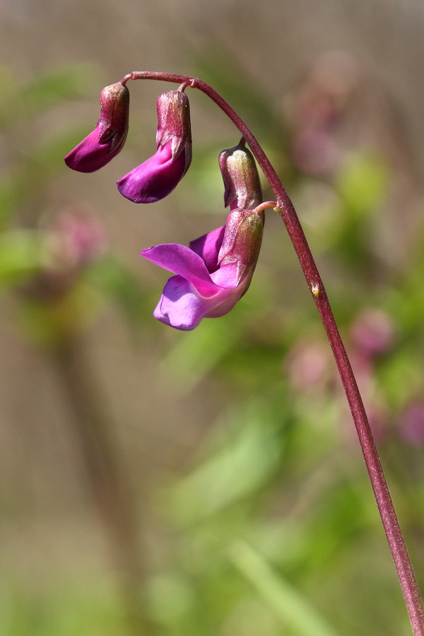 Изображение особи Lathyrus vernus.