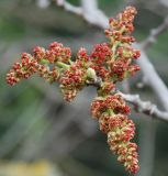 Pistacia mutica. Соцветие. Крым, Кутлакская бухта. 05.05.2011.