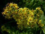 Solidago virgaurea. Cоцветие. Украинские Карпаты, Свалявский р-н, луг в нижнем течении р. Пиня. Сентябрь 2006 г.