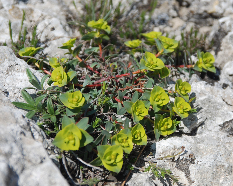 Image of Euphorbia petrophila specimen.