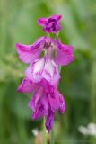 Gladiolus tenuis. Цветки. Чувашия, Шемуршинский р-н, Национальный парк \"Чаваш вармане\". 18.06.2011.