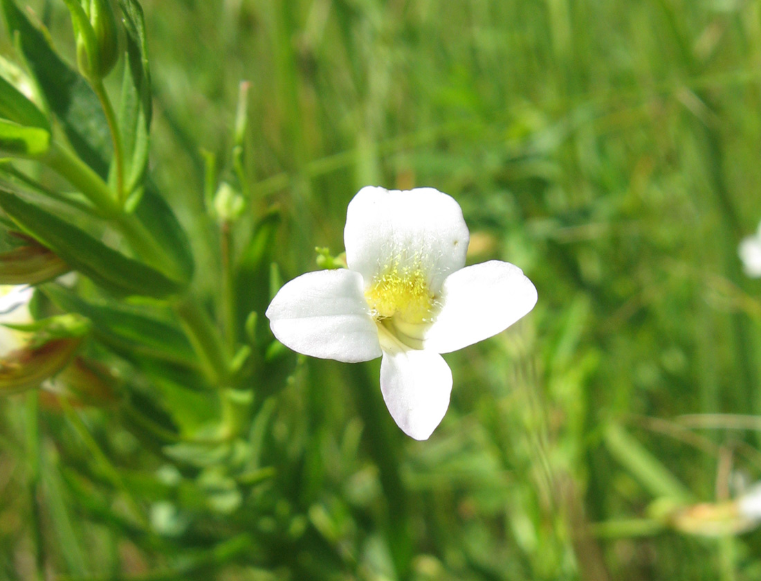 Изображение особи Gratiola officinalis.