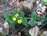 Lysimachia nemorum. Верхушка цветущего побега. Украина, Ивано-Франковская обл., Надворнянский р-н, Природный заповедник \"Горганы\", грунтовая дорога в еловом лесу. 18 июня 2011 г.