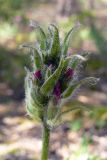 Oxytropis ivdelensis. Верхушка побега с распускающимся соцветием. Свердловская обл., окр. г. Североуральск, правый берег канал Дублёр в районе известнякового карьера. 15.06.2011.