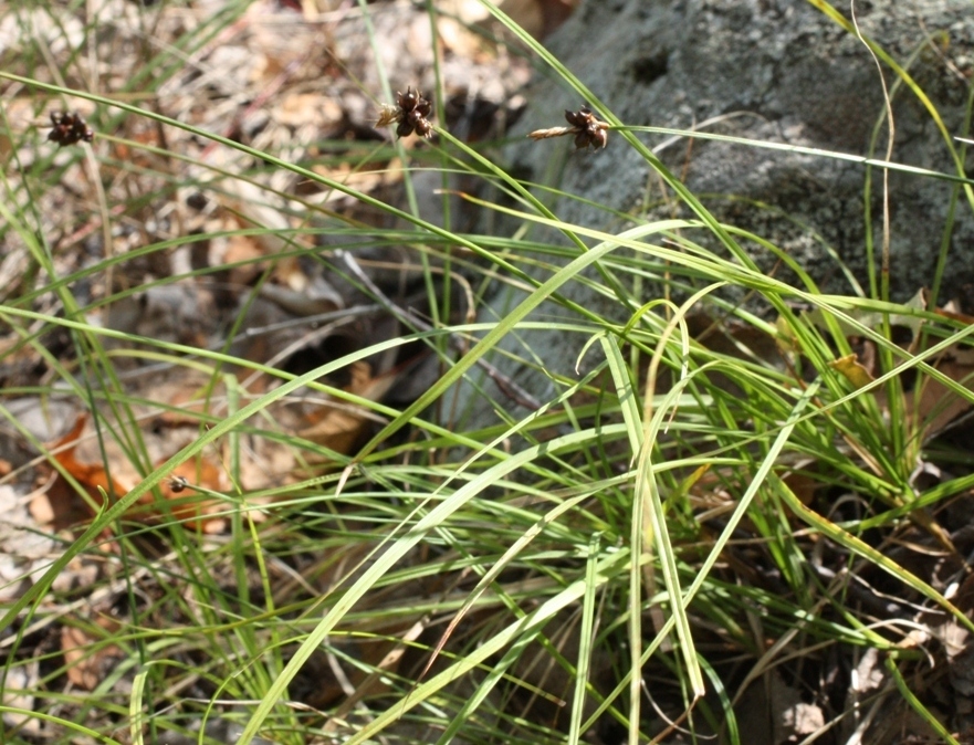 Image of Carex obtusata specimen.