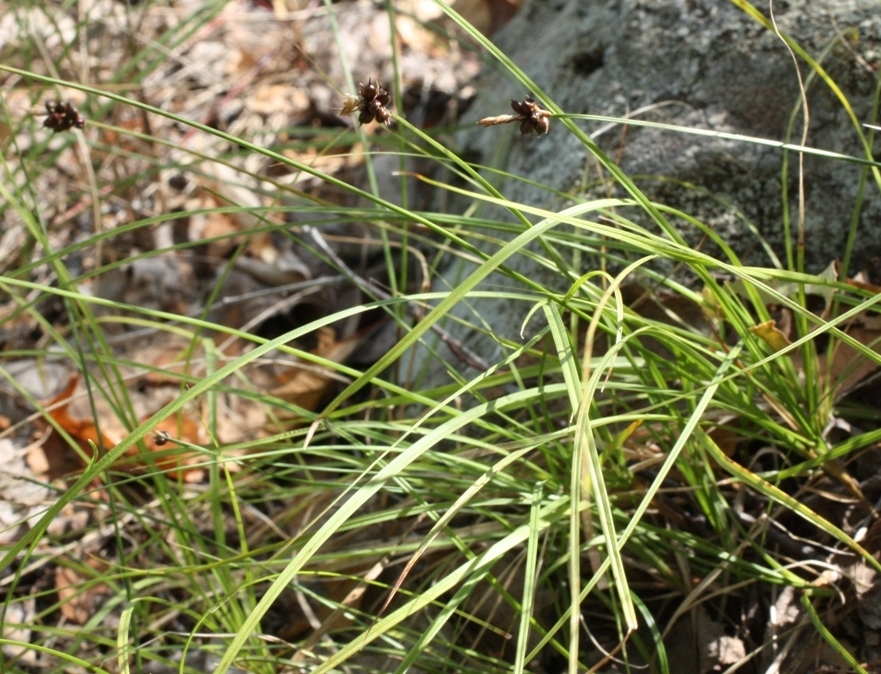 Изображение особи Carex obtusata.