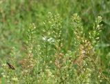 Lepidium ruderale