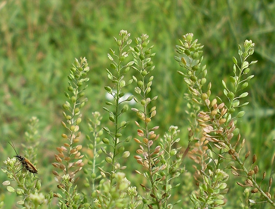 Изображение особи Lepidium ruderale.