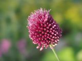 Allium sphaerocephalon