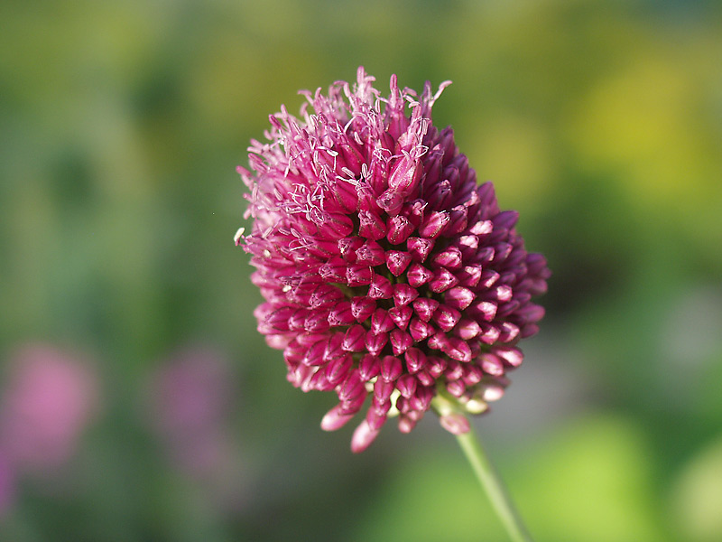 Image of Allium sphaerocephalon specimen.