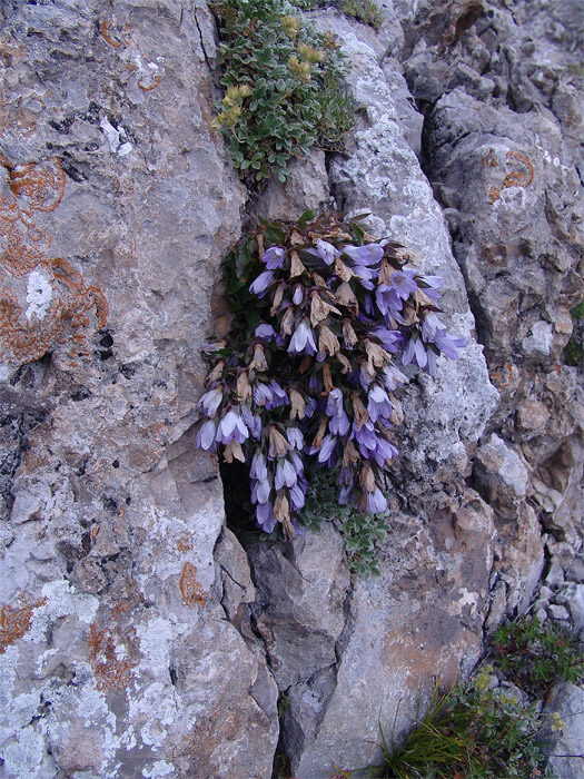 Изображение особи Campanula ossetica.