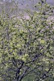 Ulmus pumila. Верхняя часть кроны плодоносящего дерева. Таджикистан, горы Рангон, ~1000 м. н.у.м. 13.04.2011.