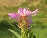 Centaurea trichocephala. Соцветие. Украина, Днепропетровская обл., с. Новогригоровка, балка бассейна р. Самоткань. 03.09.2011.