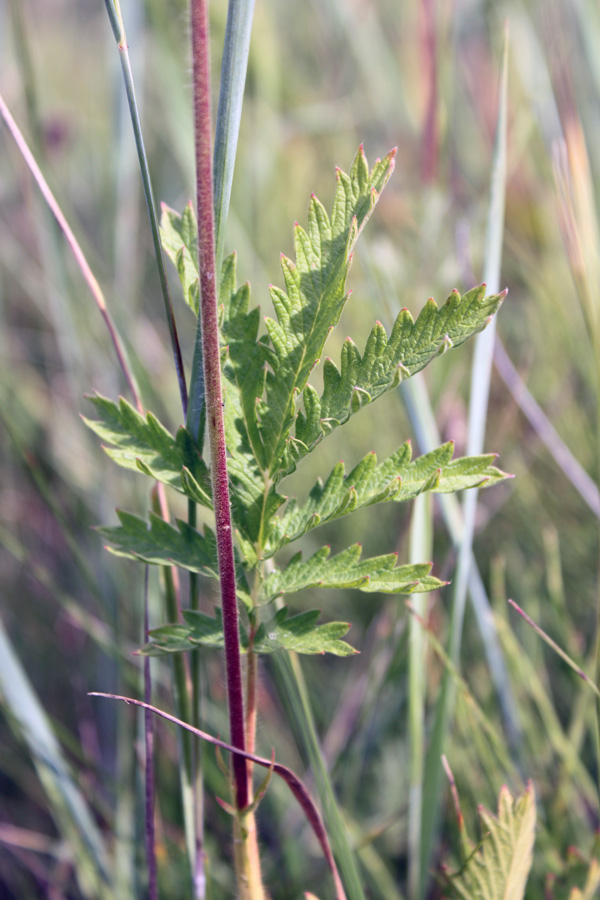 Изображение особи Potentilla longifolia.