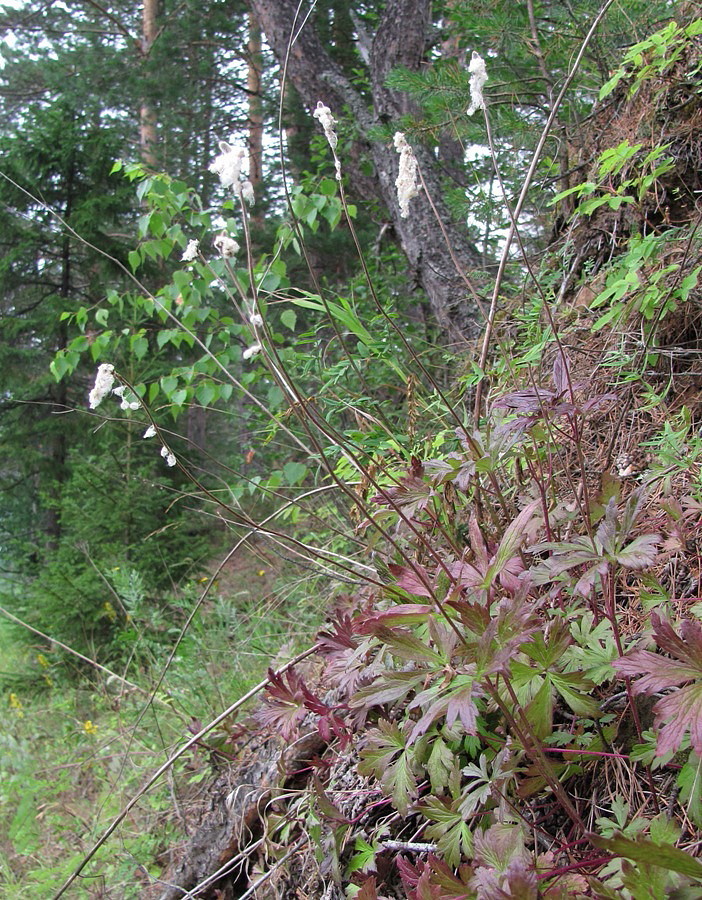 Изображение особи Anemone sylvestris.