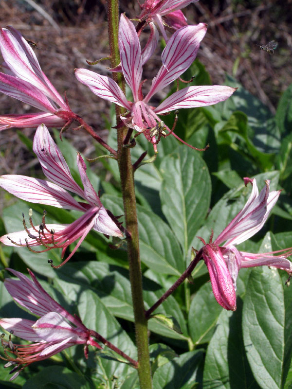 Изображение особи Dictamnus angustifolius.