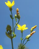 Blackstonia perfoliata. Верхушка растения с цветками и молодыми плодами. Абхазия, окр. пос. Цандрипш, берег р. Хашупсе, на каменистом грунте. 30.08.2011.