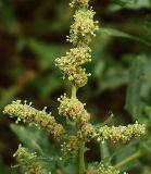 Atriplex tatarica