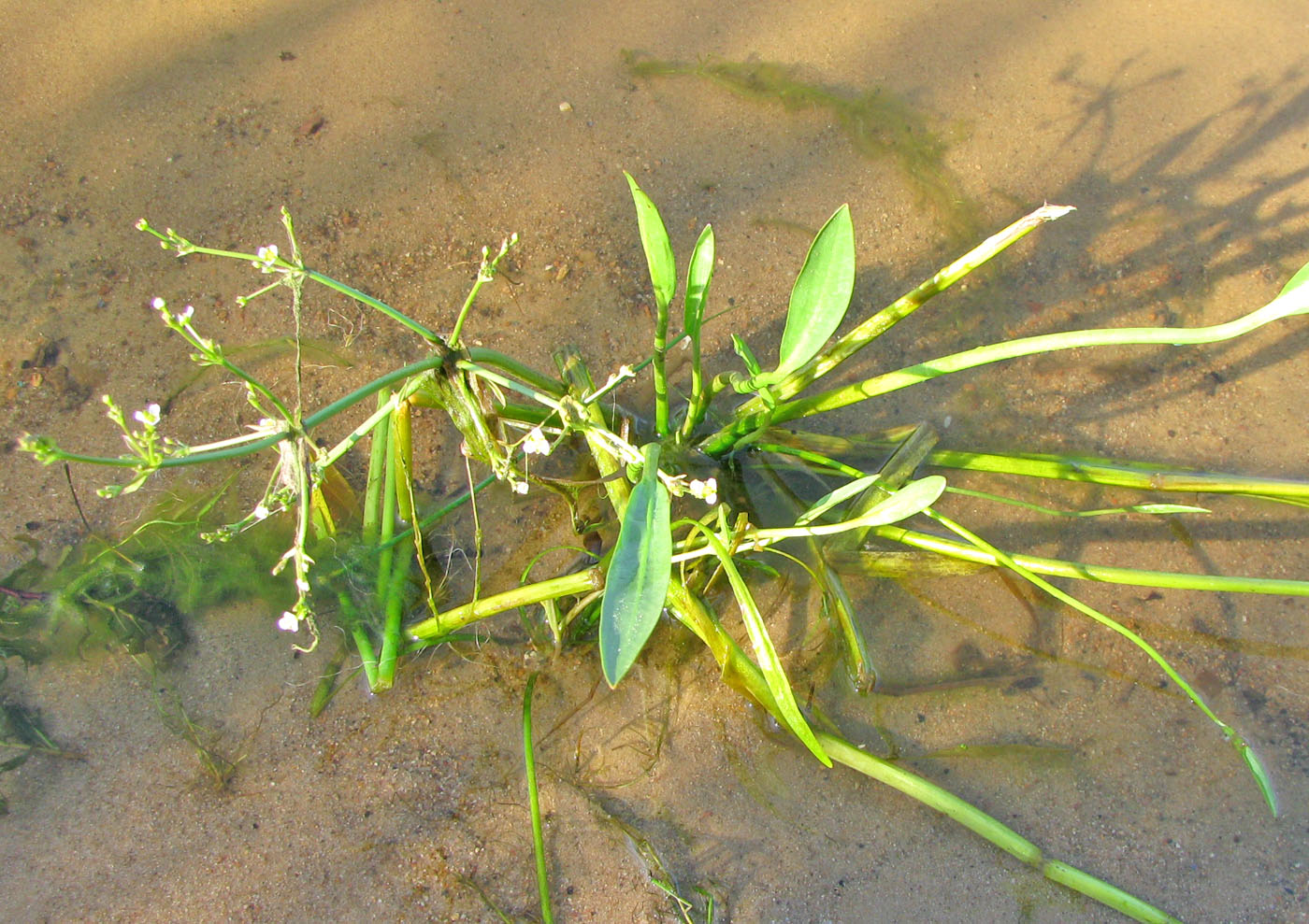 Image of Alisma gramineum specimen.