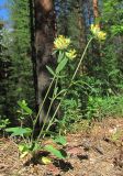 Anthyllis arenaria