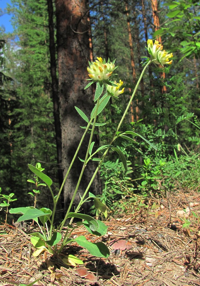 Image of Anthyllis arenaria specimen.