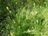 Carex spicata