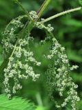 Urtica dioica. Соцветия. Смоленск, лесопарк Красный бор. 17.06.2011.